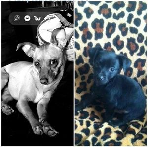 Meet your Posher, Rocky